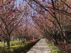 -高东镇樱花园