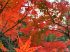 -云碧峰国家森林公园