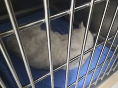 -谐和益家动物医院·免疫绝育·血液透析·宠保定点医院(高新伊藤分院)