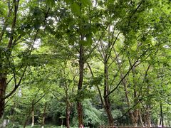 -花溪公园
