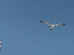 -海驴岛(荣成市)