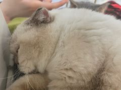 -喵园·猫主题咖啡厅·撸猫·猫咖(国贸店)