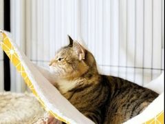 -美联众合动物医院(·中兽医·疑难杂症·严家桥分院)