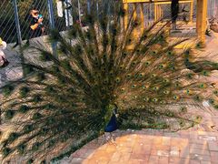 -长白岛森林公园