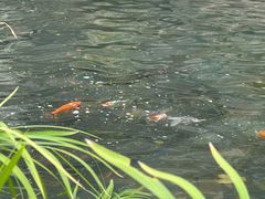 -金鸡山公园