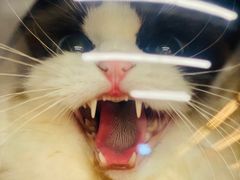 -袖虎·猫馆(体育西路店)