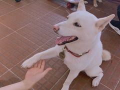 -柴犬高等学院·狗咖·柴犬售卖·宠物训练