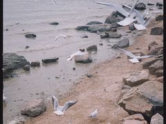 -深圳湾公园(南山区)