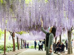 -嘉定紫藤园