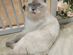 -藏猫猫咖啡主题馆(中央大道店)