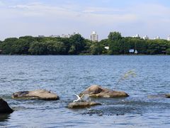 -金鸡湖景区