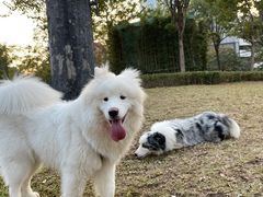 -景田北六街公园宠物主题园