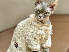 -MOCHA明星猫咖(田子坊店)