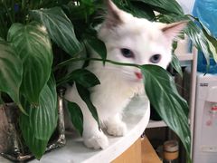 -宠颐生宠物医院·心肾内科·猫专科诊疗中心宠巢店