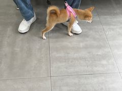 -爱佳宠物中心医院24H·CT·骨外科·猫专科(瑶海万达店)