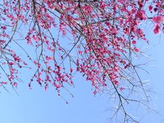 -游子山休闲旅游区