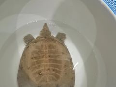 -元银甲·湖北地标美食(汉阳店)