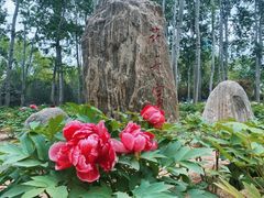 -仁和公园(顺义区)