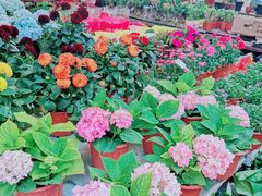 -曲阳花鸟市场(曲阳路店)