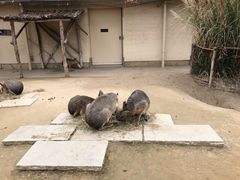 -井之头恩赐公园