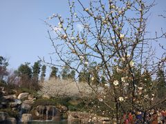 -秀丽东方
