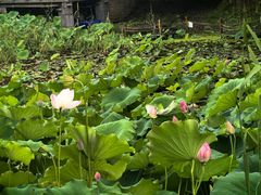 -金鸡湖桃花岛
