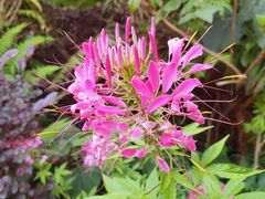-深圳市中科院仙湖植物园