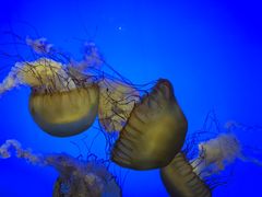 -上海海洋水族馆