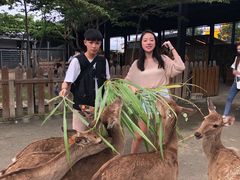 -鹿境梅花鹿生态园区