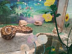 -上海大自然野生昆虫馆(东方明珠·爬宠昆虫探索中心)