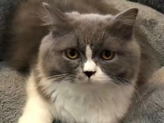 -博特宠物医院24h犬猫全科.骨科·异宠