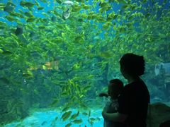 -芜湖新华联大白鲸海洋公园