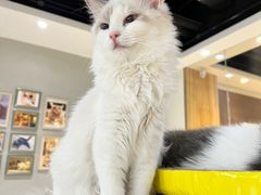 -藏猫猫咖啡主题馆(中央大道店)