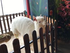 -昆明大悦城未来动物城(螺蛳湾中心店)