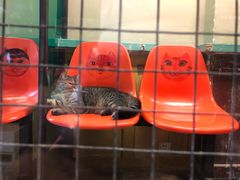 -猫咪博物馆(顶澳仔猫街店)