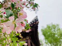 -海棠花溪(元大都城垣遗址公园)