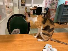-猫小院猫主题餐厅(三里屯店)