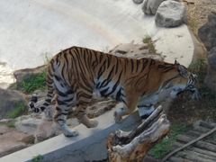 -石家庄市动物园