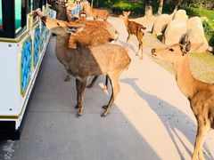 -北京野生动物园