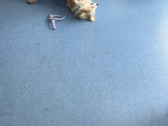 -博特宠物医院24h犬猫全科.骨科·异宠