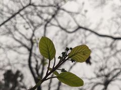 -香山公园