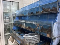 -宾朋海鲜特色美食餐厅·纯手工鲅鱼水饺(兴海路店)