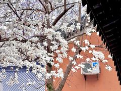 -灵谷景区