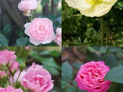 -鹅湖玫瑰文化园