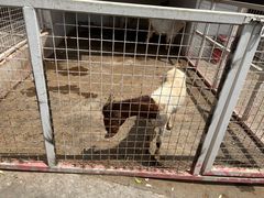 -J Create城市露营咖啡·简餐·宠物(上海动物园店)