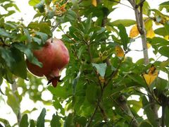 -驿舍·民國老营房院子私房菜(科学会堂店)