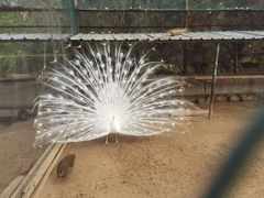 -秦皇岛野生动物园