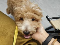 -伟伟宠物医院·CT影像中心·瑞派犬猫综合性门诊(汉口总院)