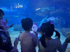 -沙沙哗啦海洋馆(华宇百花谷店)