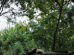 -都江堰中华大熊猫苑